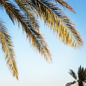 palmboom bladeren