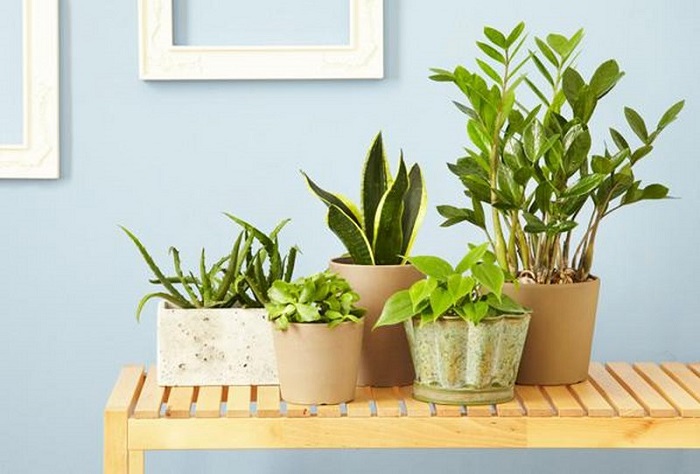 Veel binnenplanten trend