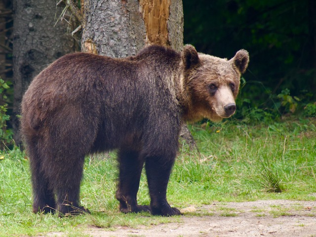 wilde beer in Roemenië langs de weg