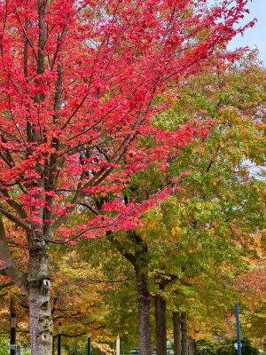 herfstbomen