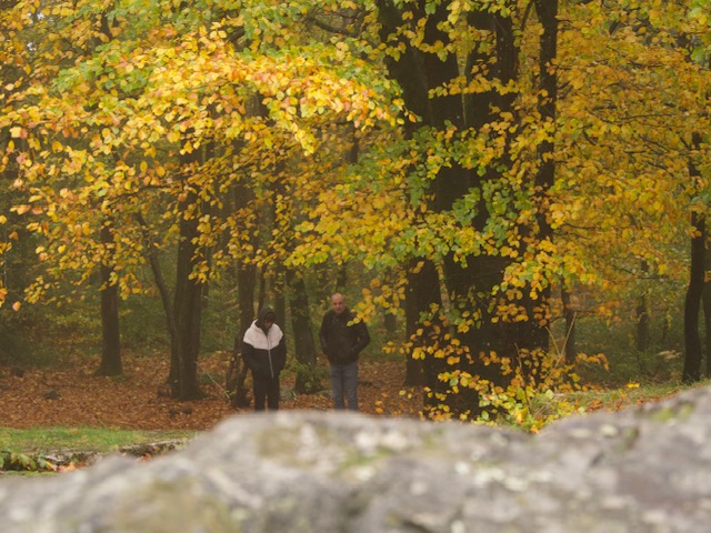 schuilen voor de regen in het bos