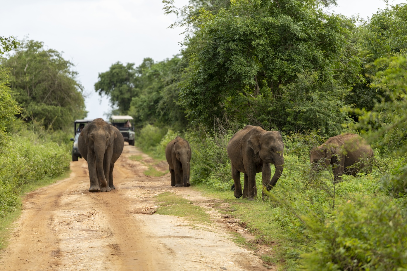 Olifanten spotten in Sri Lanka tijdens een safari