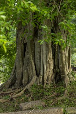 Een oude heilige boom in de heilige stad van Anuradhapura