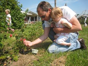 Zelfpluktuin frambozenplukkenbetuwe1