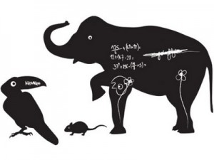 olifant schoolbord