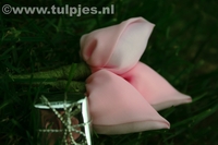 tulpjes roze