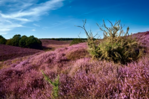 veluwe