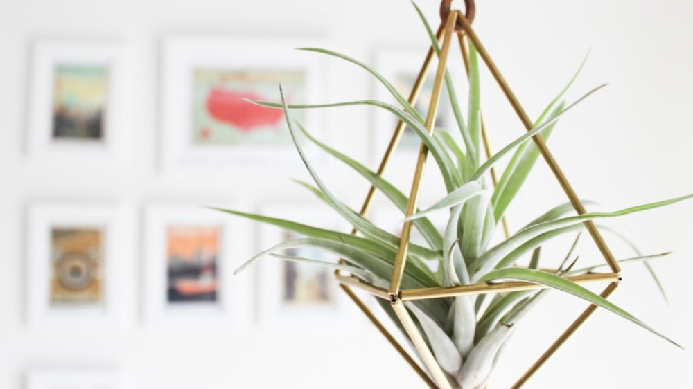 Draadzaken voor de hipste plantendecoraties