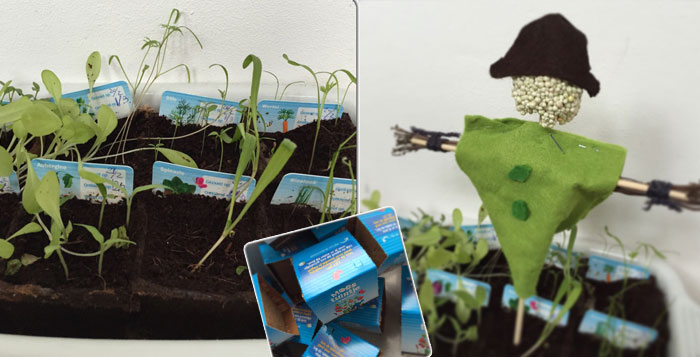 De moestuintjes beginnen te groeien… En nu?