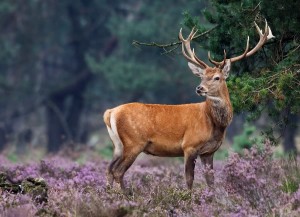 Hert op de Hoge Veluwe