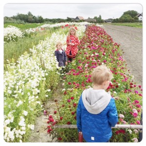 bloempluktuin Hof Hazenberg Aagtekerke