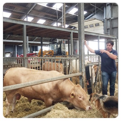 boer jan vertelt over stieren