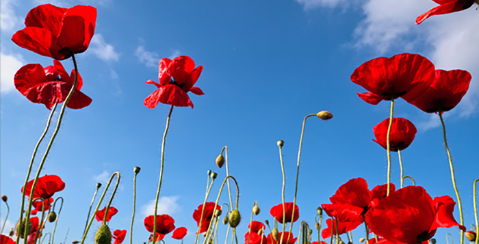 Hou de zomer nog éventjes vast met een oversized wanddecoratie