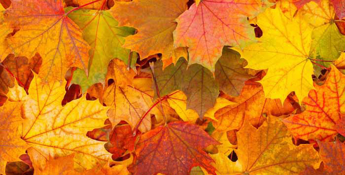 10 producten die perfect passen binnen het thema herfst