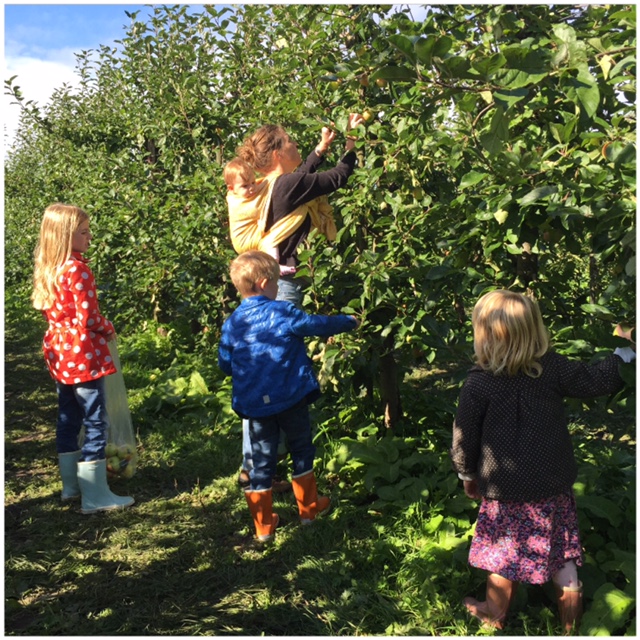 appels plukken in de boomgaard