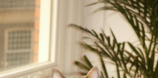 De invloed van huisdieren op de ontwikkeling van kinderen Chippy actie