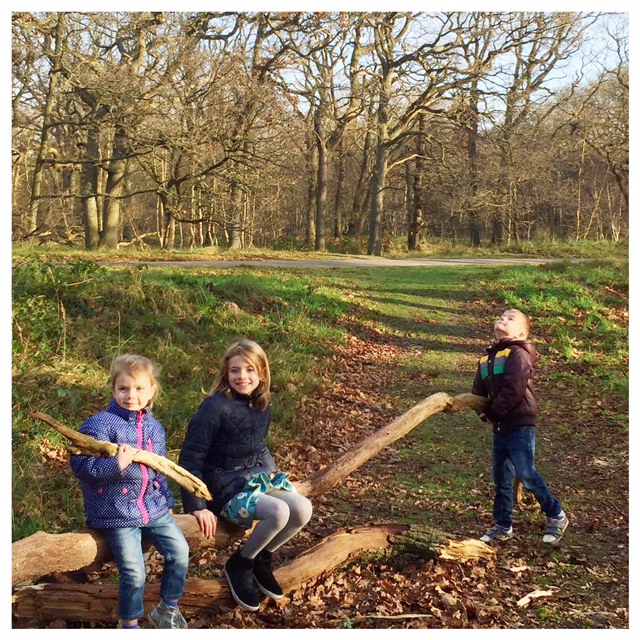 in het bos op de boom