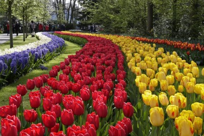 Keukenhof 1