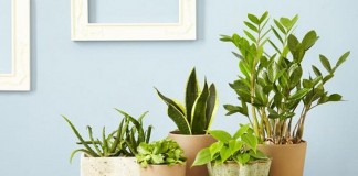 Haal de natuur binnen! Veel binnenplanten trend