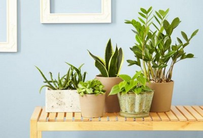 Veel binnenplanten trend 2016