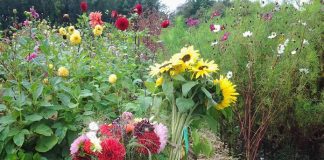 De leukste thee- en pluktuinen van Friesland