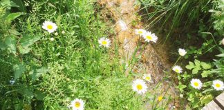 Foto weekoverzicht Judith #73 madeliefjes-ardennen