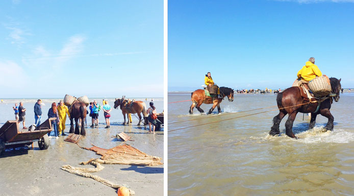 paardenvissers-oostduinkerke