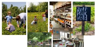 De leukste thee- en pluktuinen van Zuid-Holland