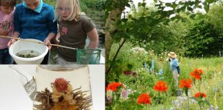 De leukste thee- en pluktuinen van Groningen