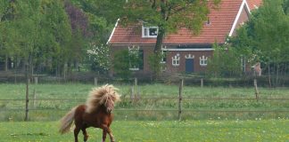 Vier redenen waarom shetlanders en kinderen goed samengaan