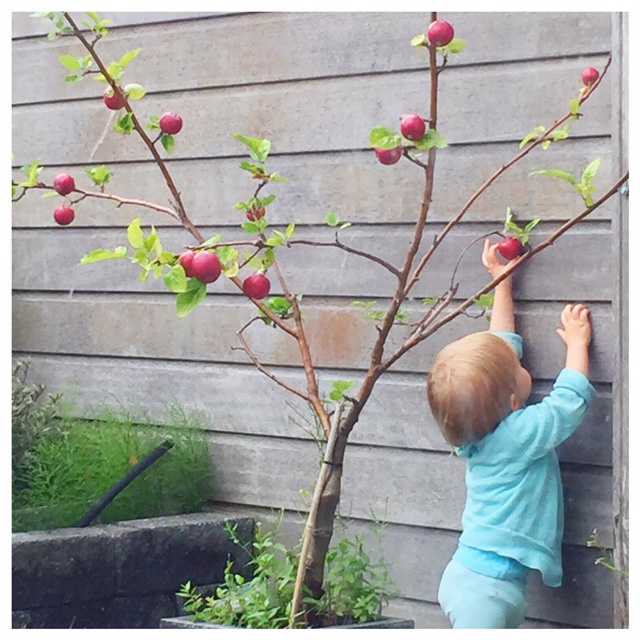 Stiekem appels plukken van de boom in de tuin