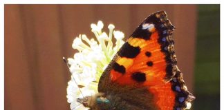 Zo krijg je veel vlinders in je tuin