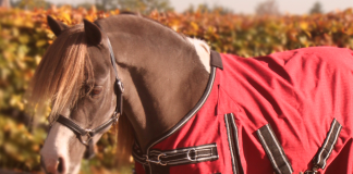 Ontspannen? Probeer paardrijden. Ontspannen? Probeer paardrijden.