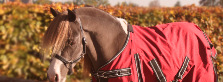 Ontspannen? Probeer paardrijden.