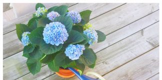 De populairste vaste planten