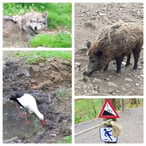 Op avontuur bij de Grotten van Han dieren