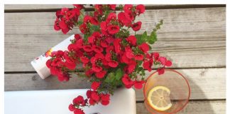 Ik ga op vakantie en neem mee: mijn mobiele abonnement