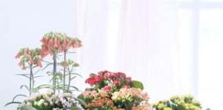 Kleurrijke planten die iedereen goed kan houden