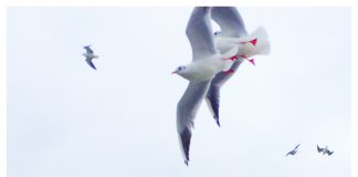Waarom zo veel mensen graag hun vakantie op de Waddeneilanden doorbrengen meeuwen texel