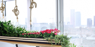 Welke luchtzuiverende planten haal je het beste in huis?