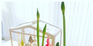 Amaryllis in huis met kerst