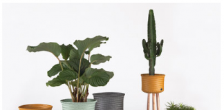 Een schonere lucht met luchtzuiverende kamerplanten handed by plantenstandaards