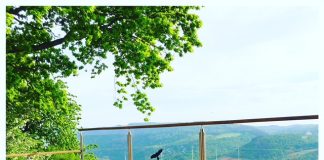 Slapen tussen de wijnvelden in de Moezelstreek