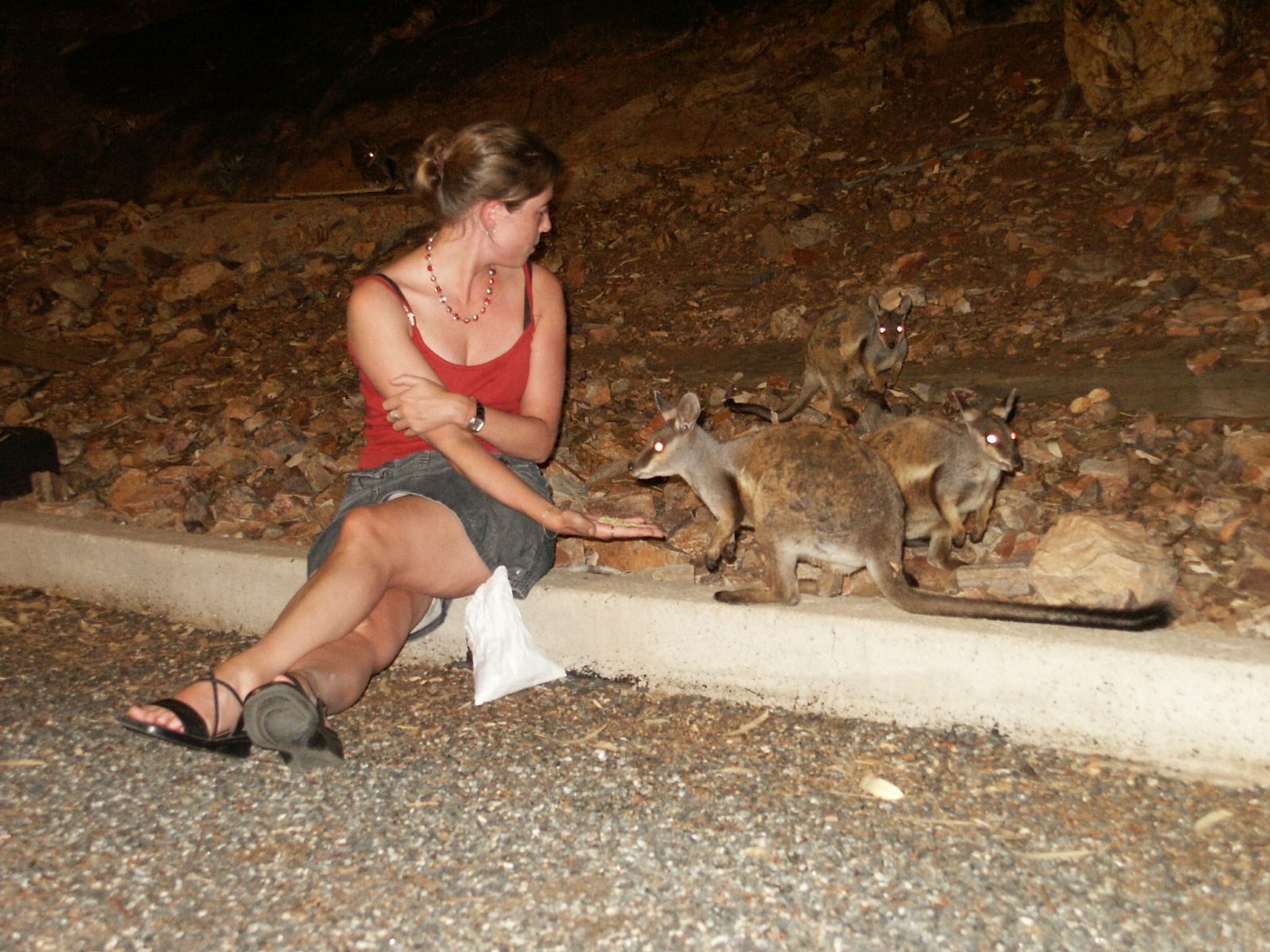 wallaby uit je hand eten