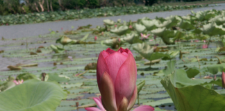 Praktische tips als je naar Australië gaat