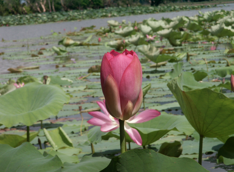 lotus bloem australie