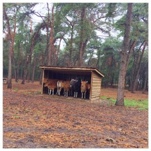 beekse bergen autotour dieren