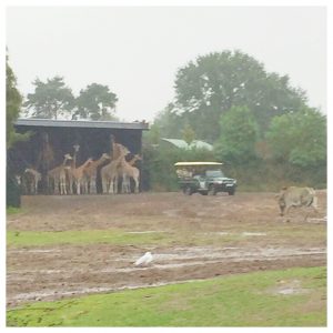 beekse bergen giraffen schuilen