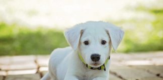 Word je gek van al die hondenharen overal? Misschien is dit iets voor jou!