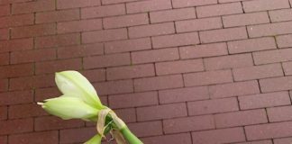 Een uitvaartverzekering is misschien nog niet zo’n gek idee… pippi heleen